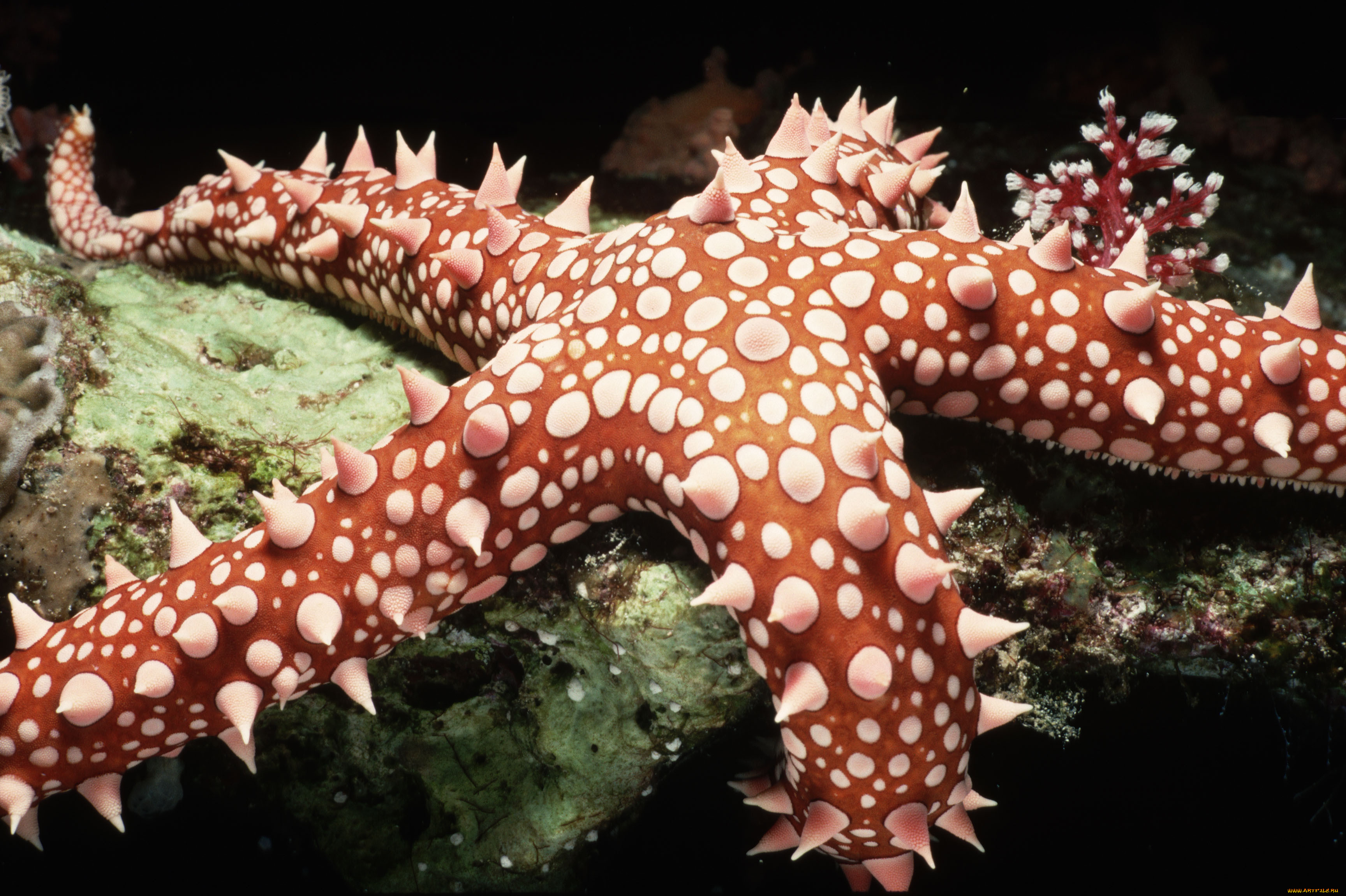 Какая звезда обитает в море. Морская звезда. Обитатели моря. Подводные обитатели океана. Необычные морские обитатели.